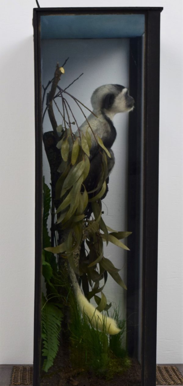 Black & white colobus monkey