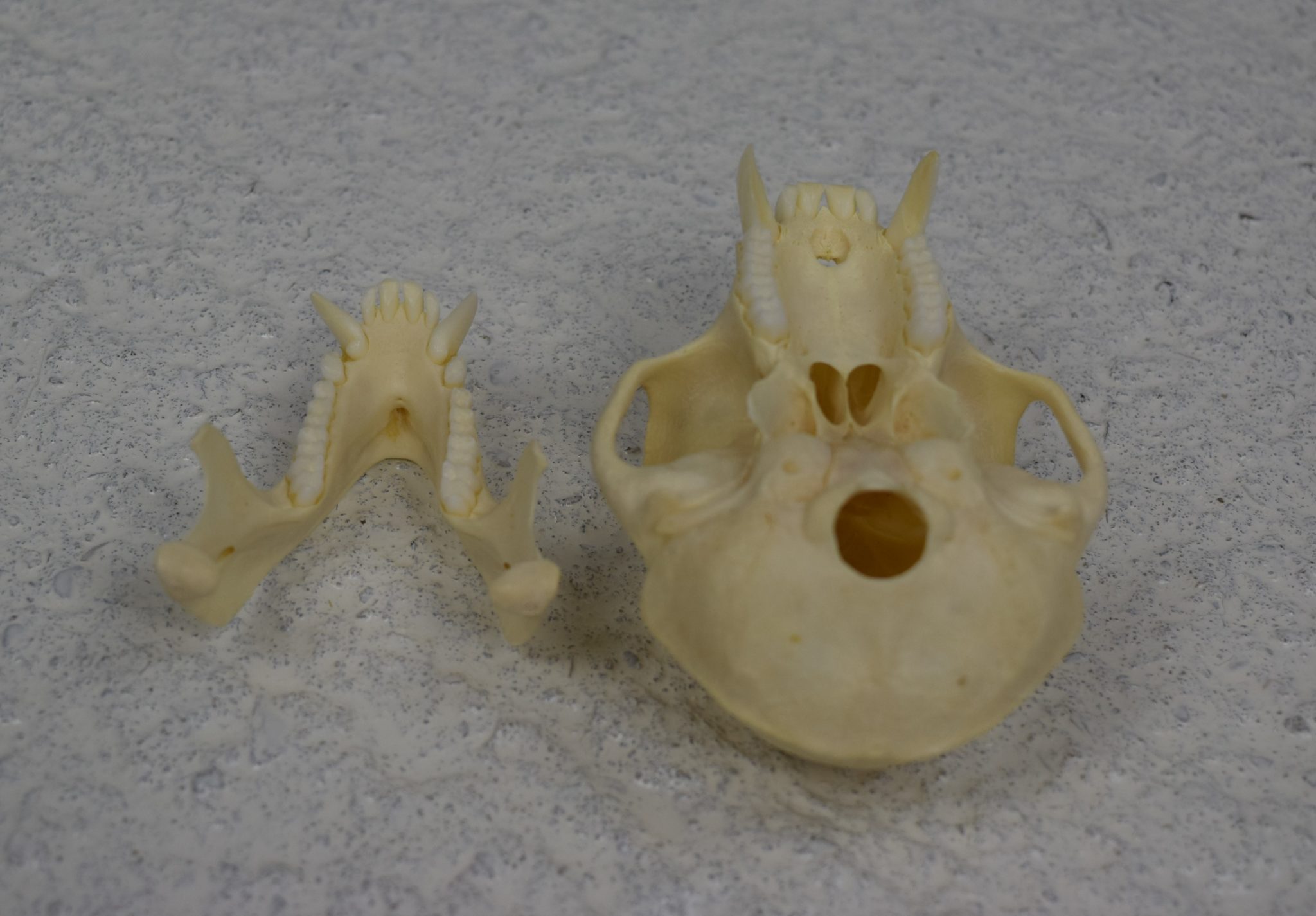 Crabeating macaque monkey skull Bespoke Taxidermy