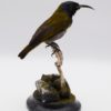 Green-headed sunbird