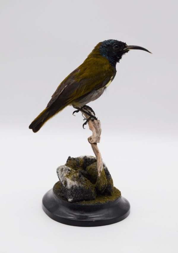 Green-headed sunbird