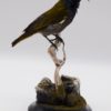 Green-headed sunbird