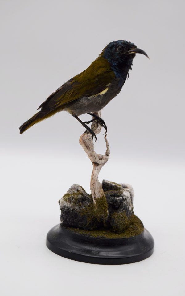 Green-headed sunbird