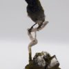 Green-headed sunbird