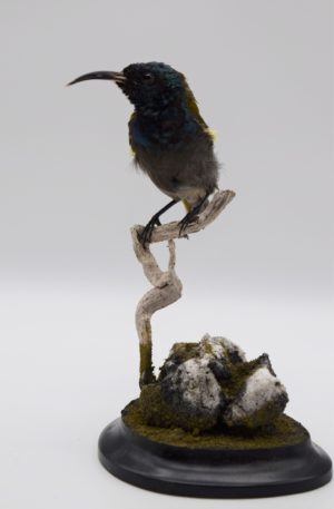 Green-headed sunbird