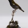 Green-headed sunbird