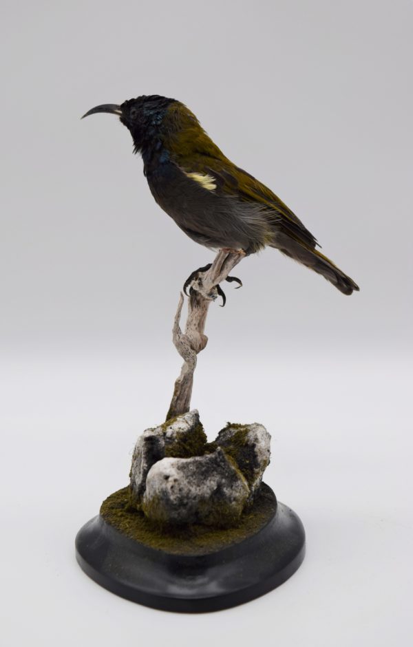 Green-headed sunbird