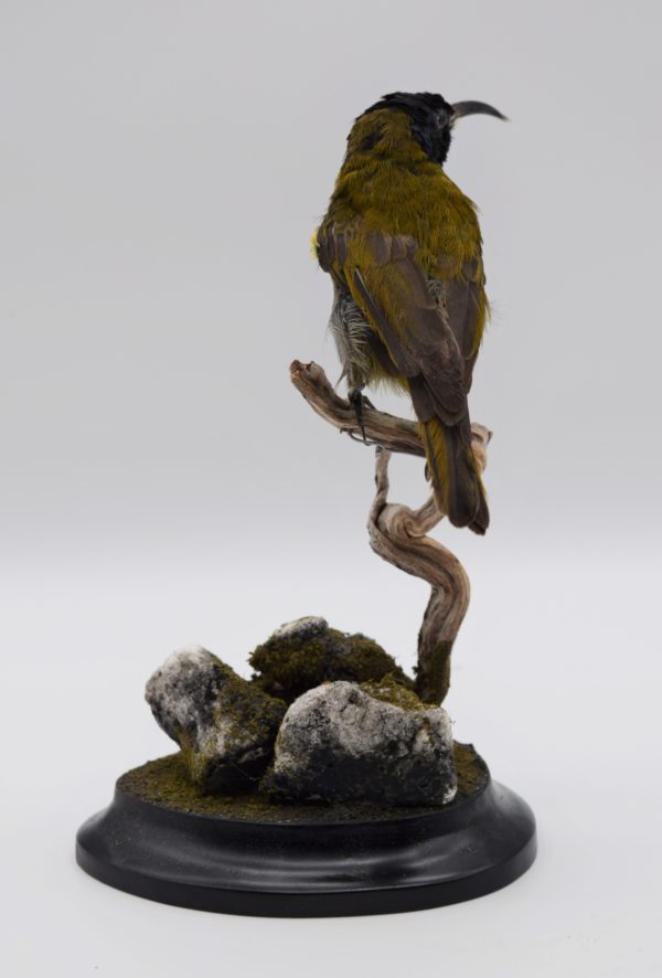 Green-headed sunbird