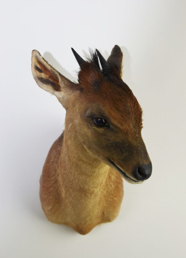 Red-flanked duiker