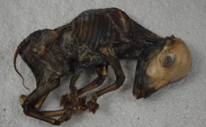 Mummified red deer fawn