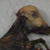 Mummified red deer fawn