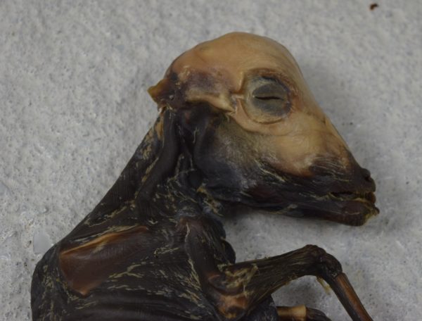 Mummified red deer fawn