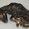 Mummified red deer fawn