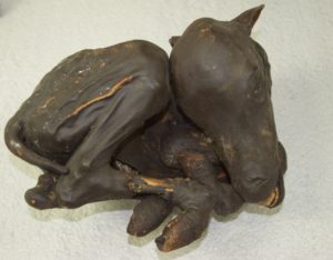 Mummified goat kid