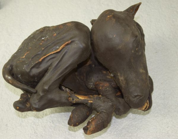 Mummified goat kid