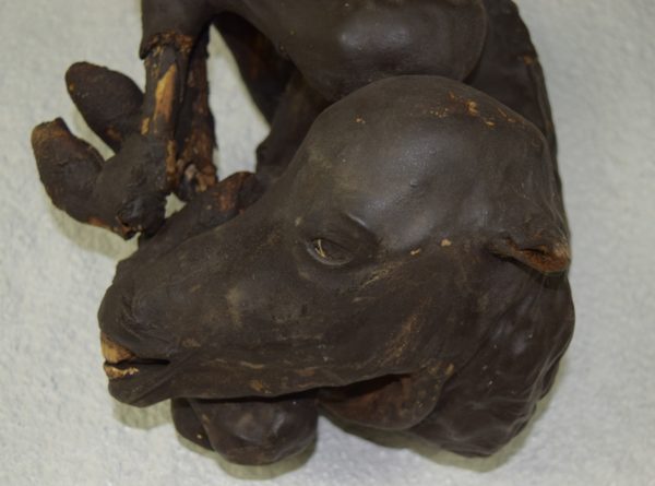 Mummified horse foal
