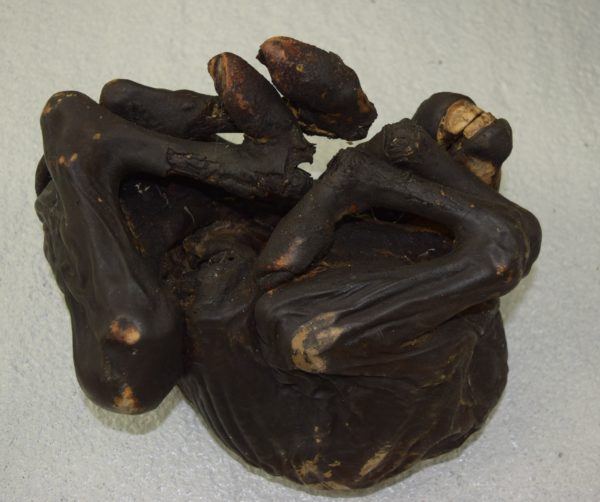 Mummified horse foal