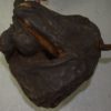 Mummified horse foal