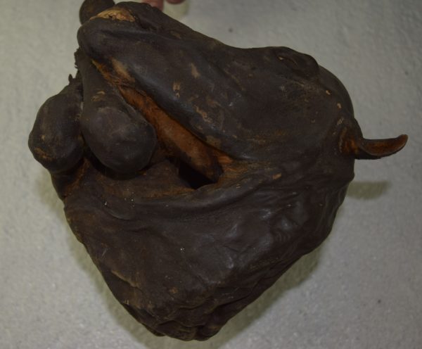 Mummified horse foal