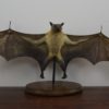 Straw-coloured fruit bat