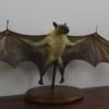 Straw-coloured fruit bat