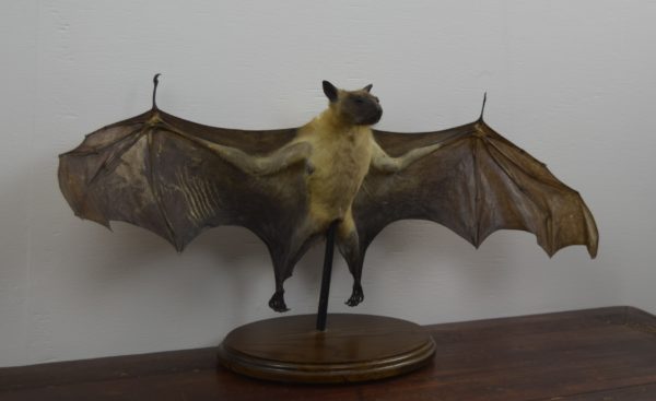 Straw-coloured fruit bat
