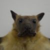 Straw-coloured fruit bat