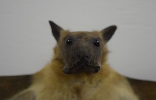Straw-coloured fruit bat