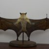 Straw-coloured fruit bat