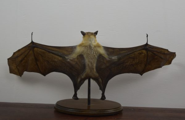 Straw-coloured fruit bat