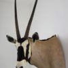 Gemsbok