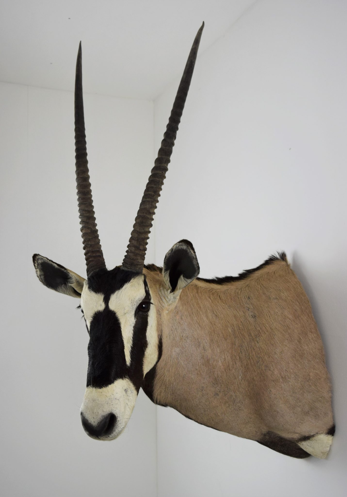 Game Heads and Trophies Bespoke Taxidermy