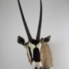 Gemsbok