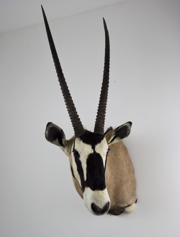Gemsbok