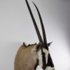 Gemsbok