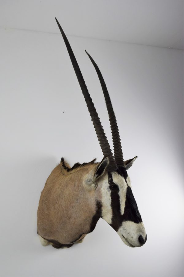 Gemsbok