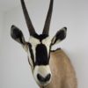 Gemsbok