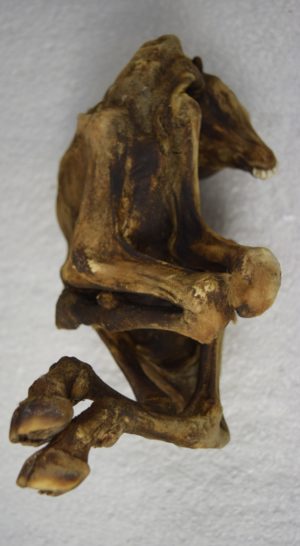 Mummified goat kid