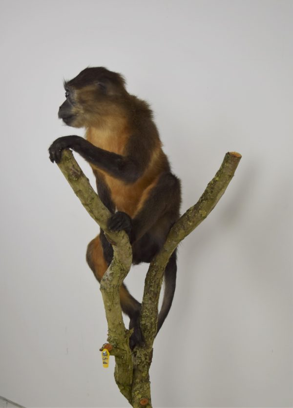 Golden-bellied mangabey monkey