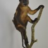Golden-bellied mangabey monkey