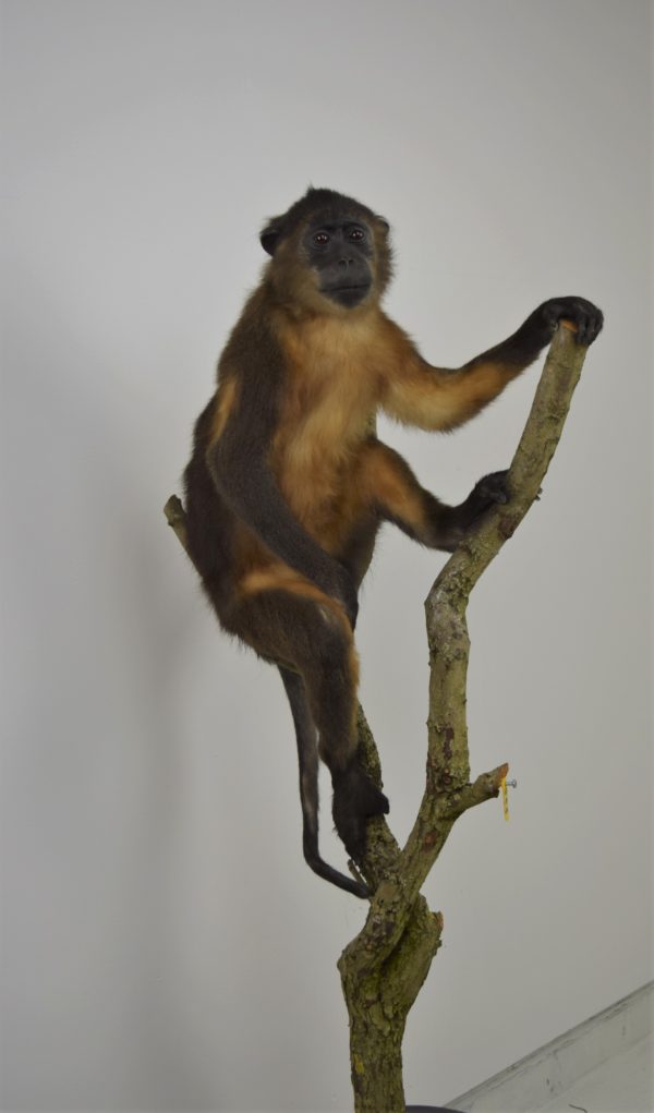 Golden-bellied mangabey monkey