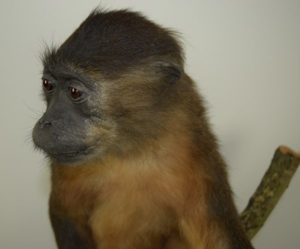Golden-bellied mangabey monkey