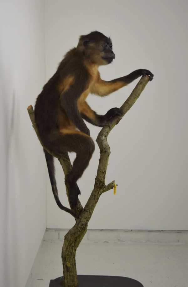 Golden-bellied mangabey monkey