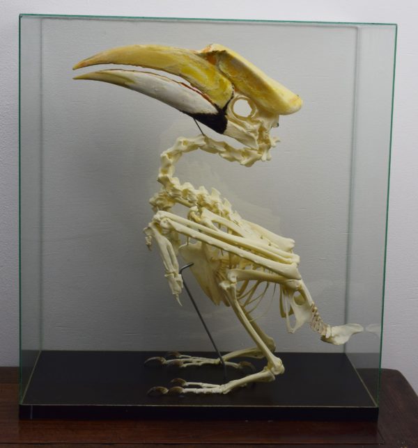 Greater hornbill