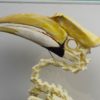 Greater hornbill