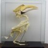 Greater hornbill
