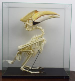 Greater hornbill