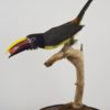 Green aracari