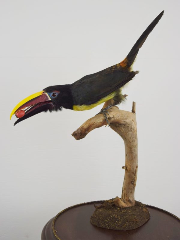 Green aracari