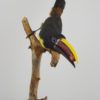 Green aracari