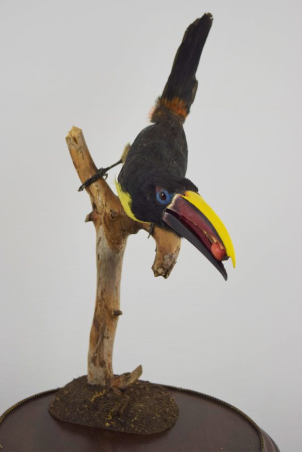 Green aracari